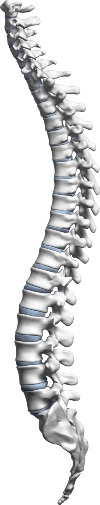 columna-cervical-sana