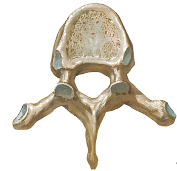 compresion-nerviosa-columna-cervical